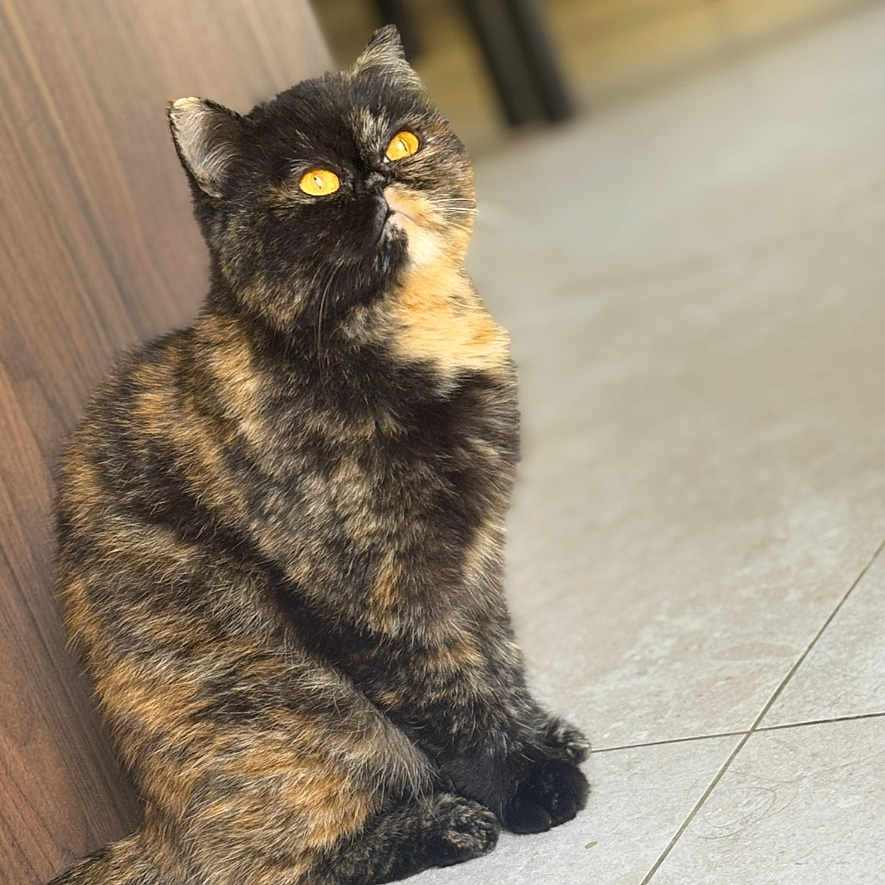 Taïshi
