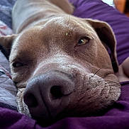 Ariss joined the competition — help win amazing prizes! dog, close_up, sleepy, resting, face, nose, fur, blanket, purple, indoor, pet, animal, cute, relaxed, cozy, whiskers, snout, bedroom, comfort, portrait