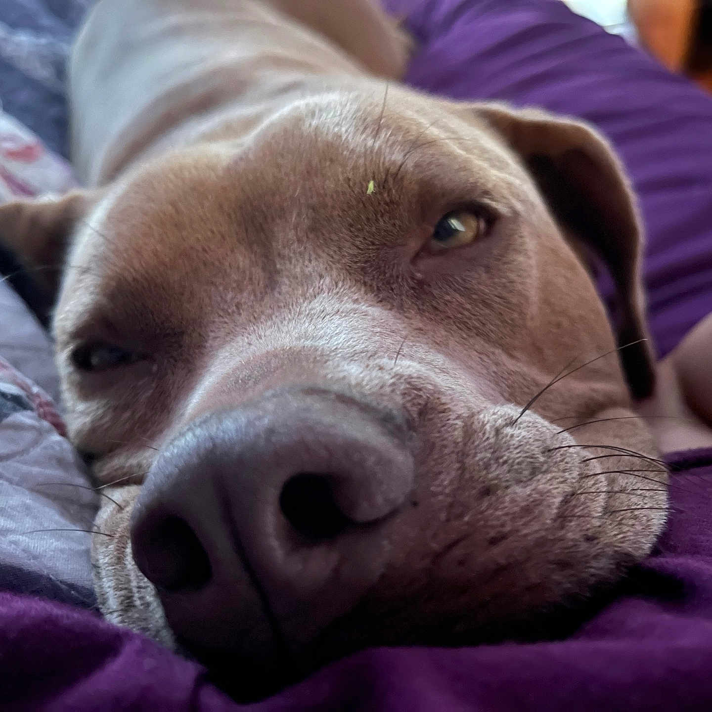 Ariss joined the competition — help win amazing prizes! animal, bedroom, blanket, close_up, comfort, cozy, cute, dog, face, fur, indoor, nose, pet, portrait, purple, relaxed, resting, sleepy, snout, whiskers