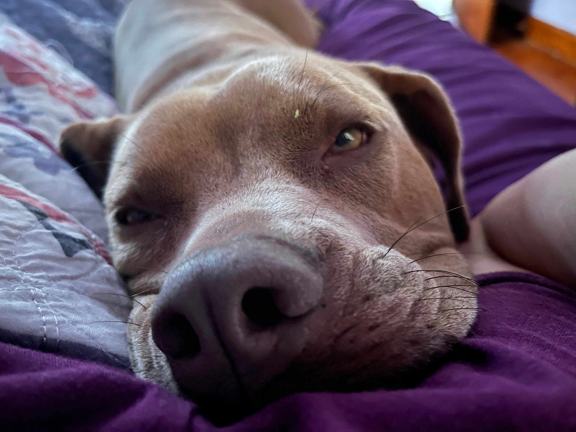 Ariss joined the competition — help win amazing prizes! dog, close_up, sleepy, resting, face, nose, fur, blanket, purple, indoor, pet, animal, cute, relaxed, cozy, whiskers, snout, bedroom, comfort, portrait