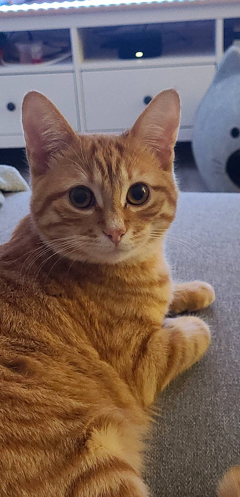 Biscuit participe au concours pour gagner de l'argent avec cette photo : carnivore, cat, claw, domestic_short_haired_cat, fawn, felidae, fur, paw, small_to_medium_sized_cats, tail, terrestrial_animal, whiskers, wildlife