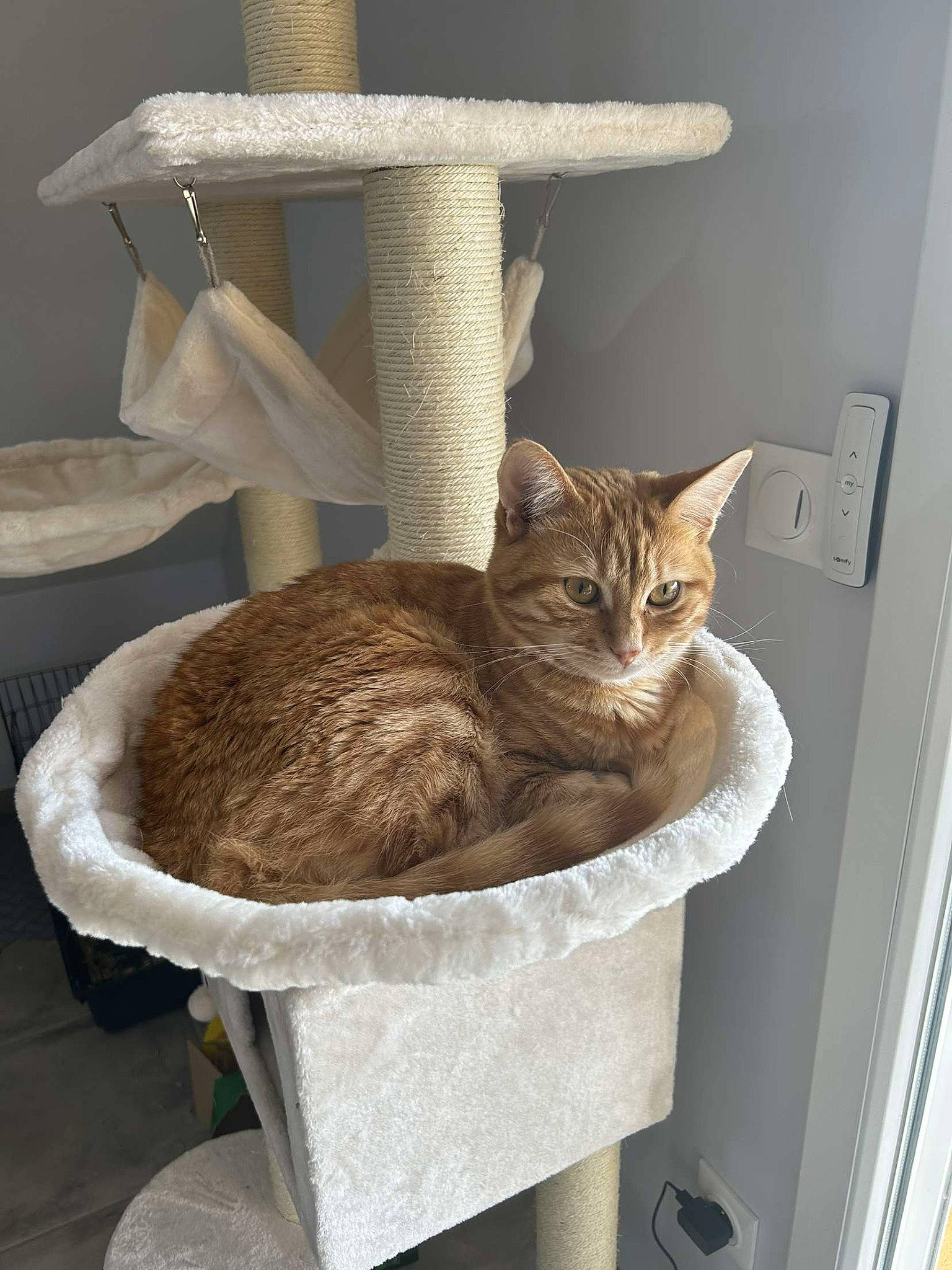 Biscuits a rejoint le concours — aidez-le/la à gagner de superbes lots ! basket, box, carnivore, cat, cat_bed, cat_furniture, cat_supply, comfort, domestic_short_haired_cat, fawn, felidae, fur, pet_supply, plumbing_fixture, room, small_to_medium_sized_cats, tail, whiskers, wicker, wood