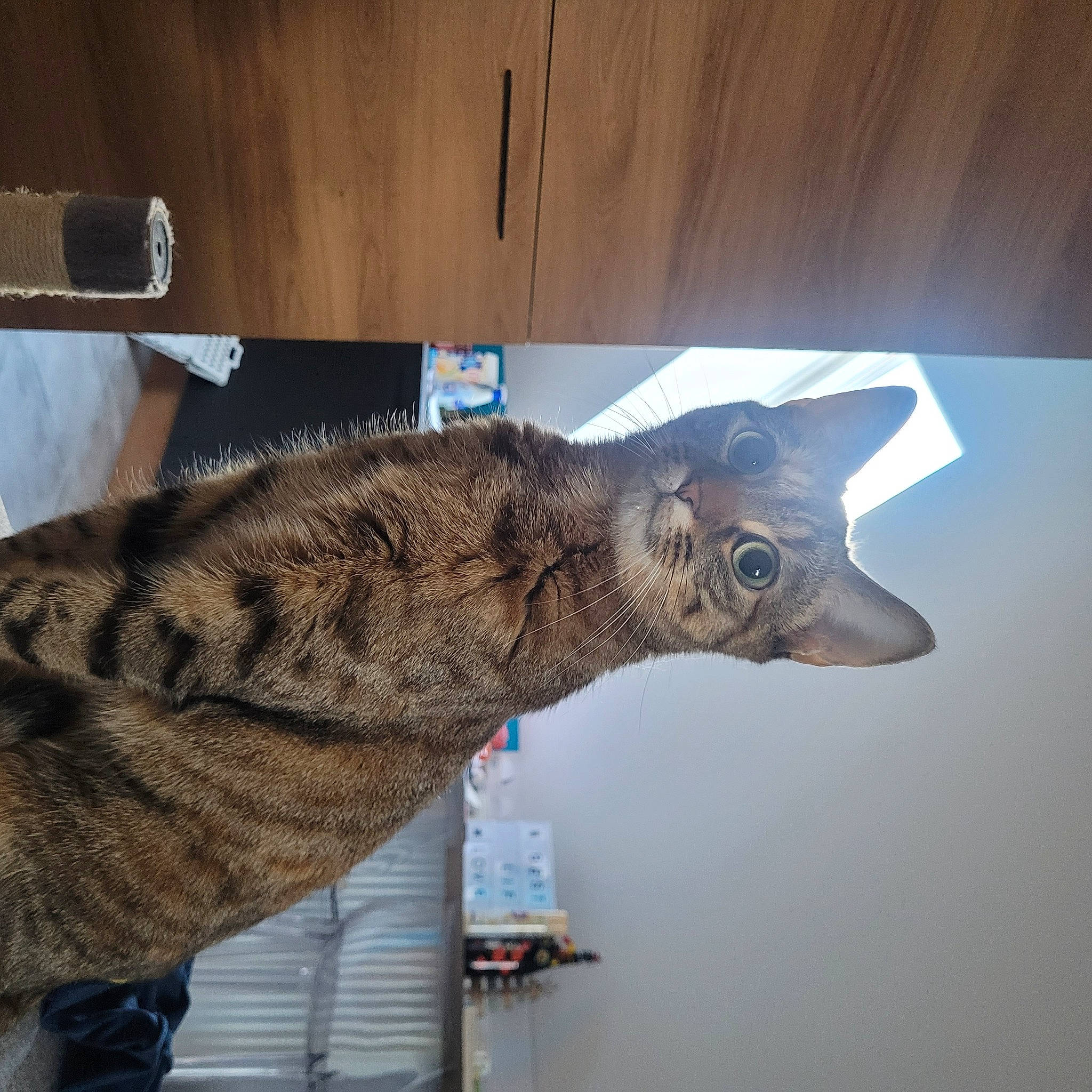 Grisouille a rejoint le concours — aidez-le/la à gagner de superbes lots ! art, artifact, claw, creative_arts, extinction, felidae, fur, gesture, jaw, metal, mythical_creature, sculpture, small_to_medium_sized_cats, tail, terrestrial_animal, visual_arts, wood