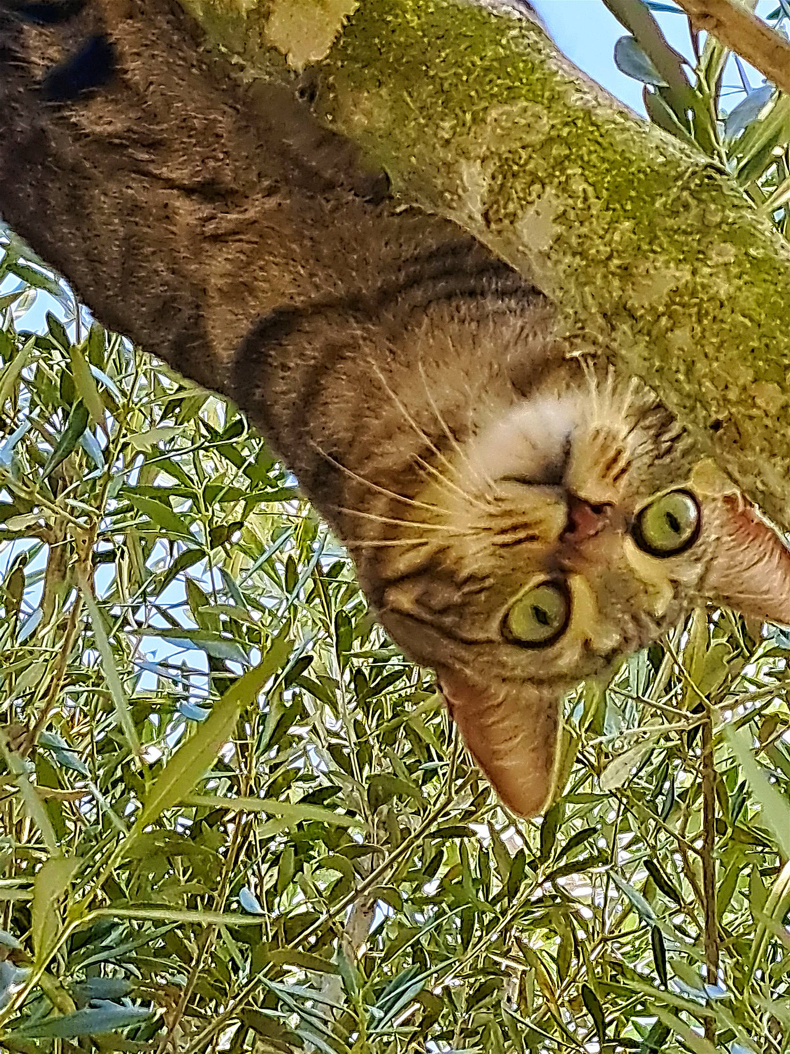 Simba participe au concours pour gagner de l'argent avec cette photo : bird, bird_of_prey, branch, carnivore, cat, eye, fawn, felidae, glasses, grass, organism, owl, plant, small_to_medium_sized_cats, snout, terrestrial_animal, terrestrial_plant, twig, vegetation, whiskers