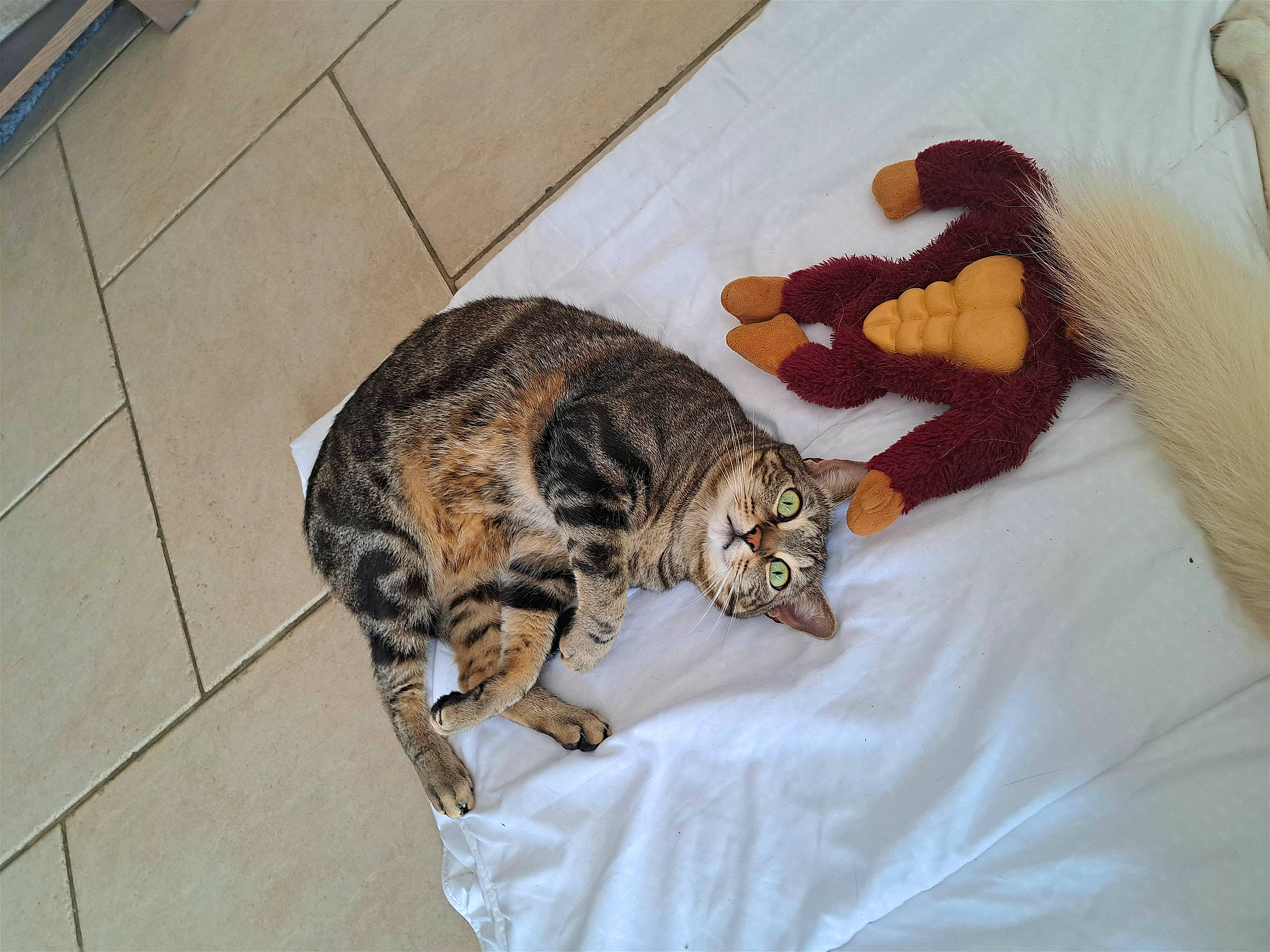 Simba a rejoint le concours — aidez-le/la à gagner de superbes lots ! carnivore, cat, claw, comfort, domestic_short_haired_cat, eye, fawn, felidae, flooring, fur, linens, mammal, paw, small_to_medium_sized_cats, snout, tail, terrestrial_animal, toy, whiskers, wood