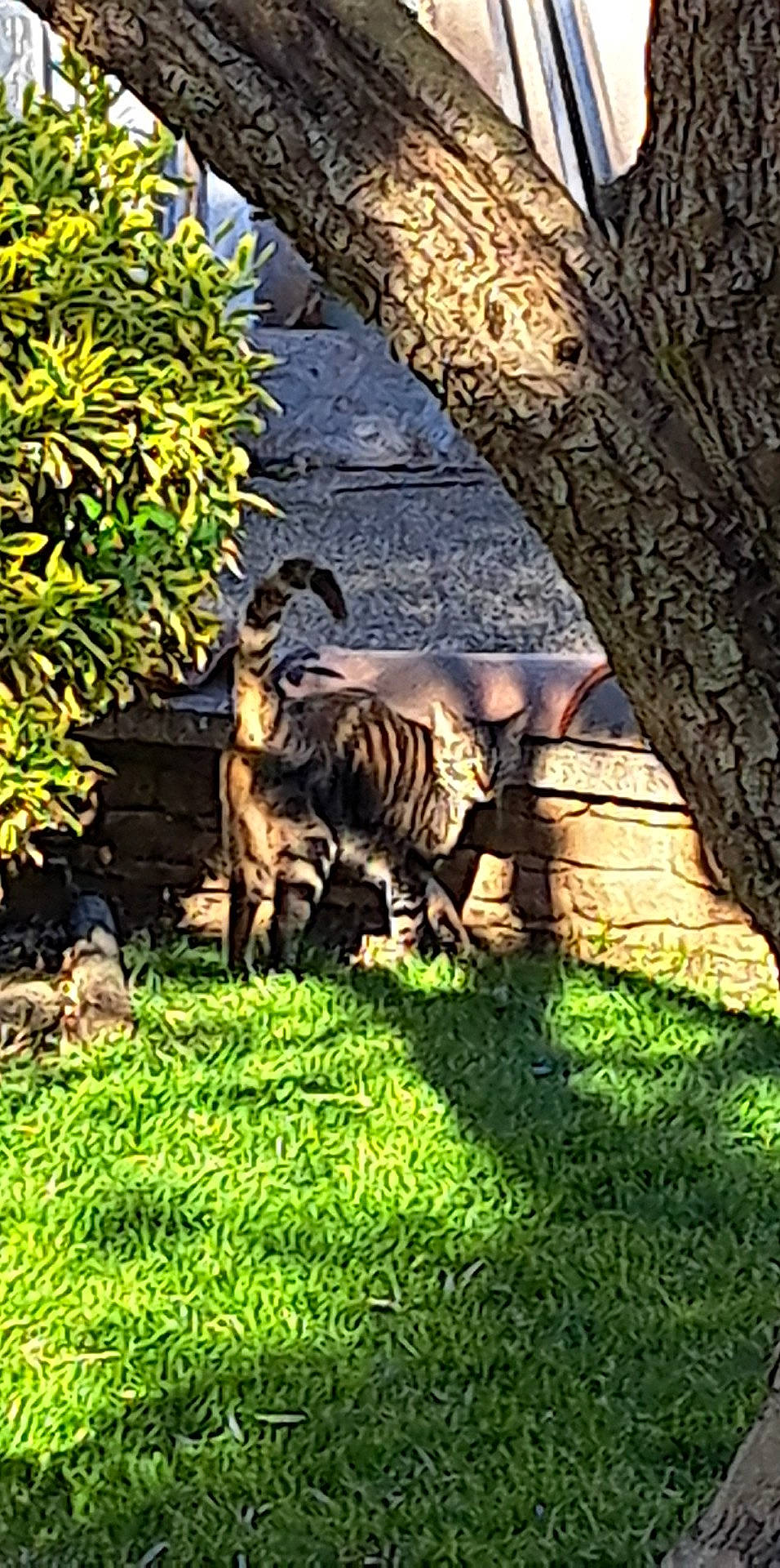 Simba a rejoint le concours — aidez-le/la à gagner de superbes lots ! bengal_tiger, big_cats, bongo, carnivore, fawn, felidae, grass, groundcover, kudu, landscape, natural_landscape, plant, siberian_tiger, tail, terrestrial_animal, terrestrial_plant, tiger, tree, trunk, wildlife