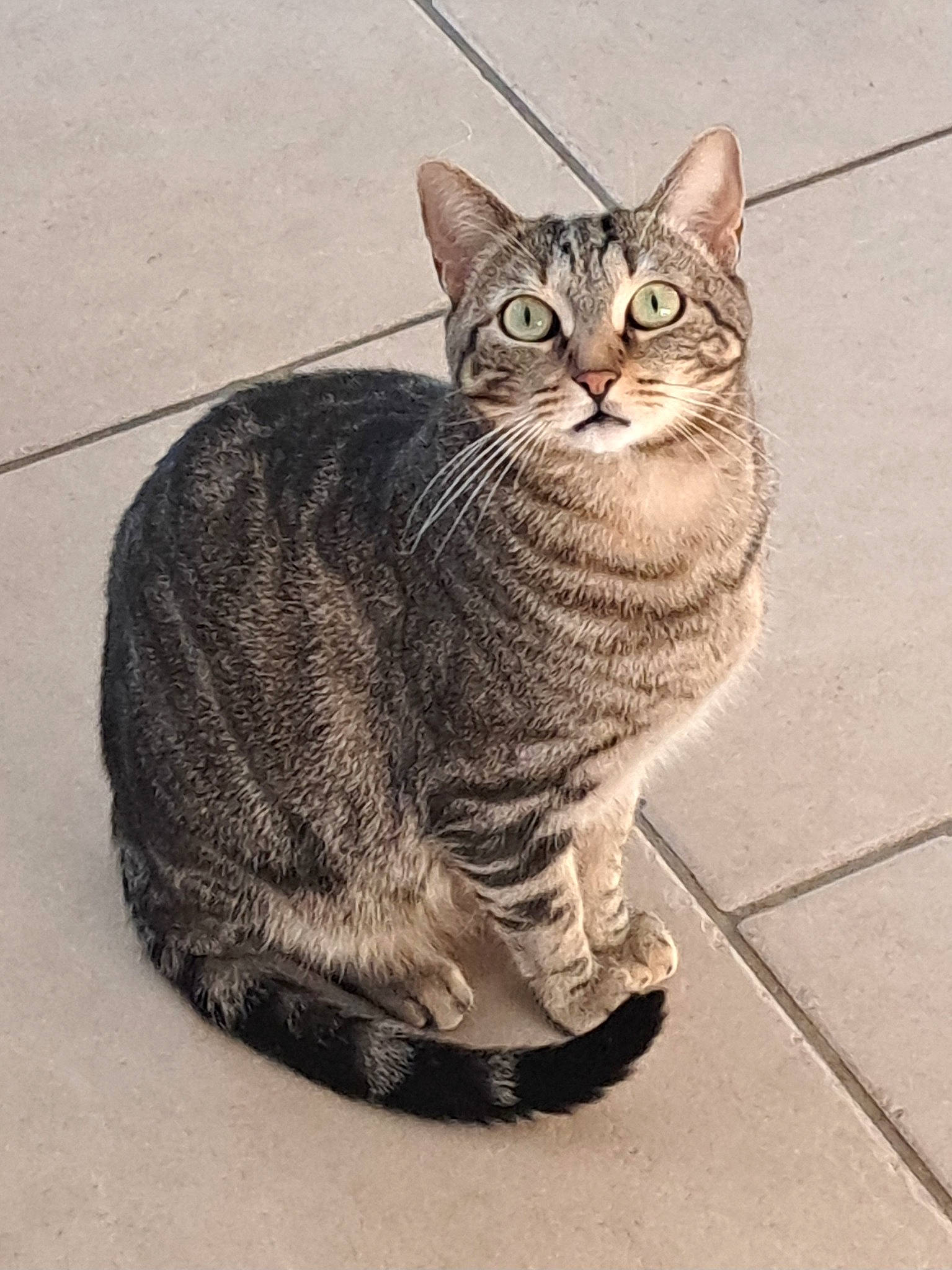 Simba participe au concours pour gagner de l'argent avec cette photo : art, carnivore, cat, domestic_short_haired_cat, felidae, fur, illustration, sitting, small_to_medium_sized_cats, snout, tail, terrestrial_animal, whiskers