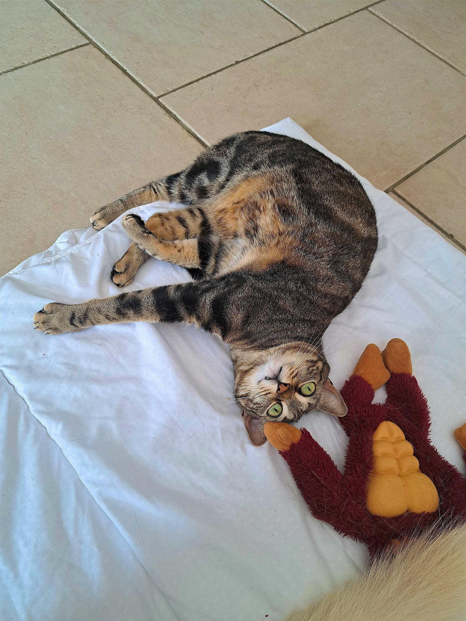 Simba a rejoint le concours — aidez-le/la à gagner de superbes lots ! canidae, carnivore, cat, claw, comfort, companion_dog, dog_breed, domestic_short_haired_cat, fawn, felidae, flooring, fur, linens, paw, small_to_medium_sized_cats, sporting_group, tail, terrestrial_animal, toy, whiskers