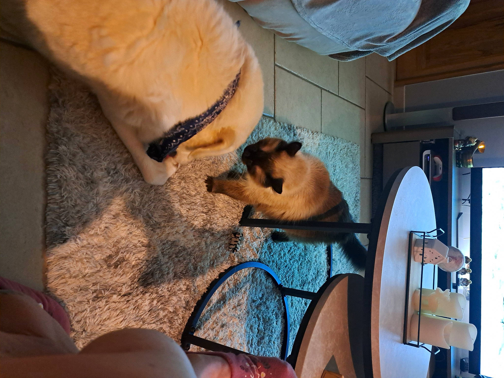 Neige participe au concours pour gagner de l'argent avec cette photo : canidae, carnivore, ceiling, comfort, companion_dog, dog, dog_breed, fawn, felidae, flooring, foot, fur, human_leg, paw, snout, sporting_group, thigh, vertebrate, whiskers, wildlife