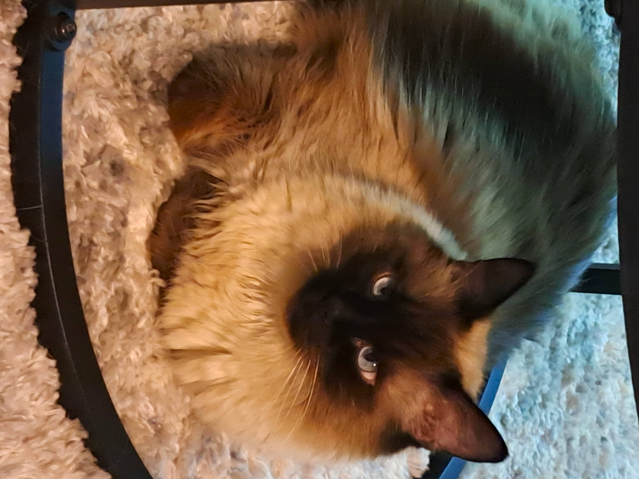 Neige a rejoint le concours — aidez-le/la à gagner de superbes lots ! balinese, birman, canidae, carnivore, cat, cat_supply, claw, dog_breed, fawn, felidae, fur, iris, siamese, small_to_medium_sized_cats, snout, tail, thai, tonkinese, whiskers, wildlife