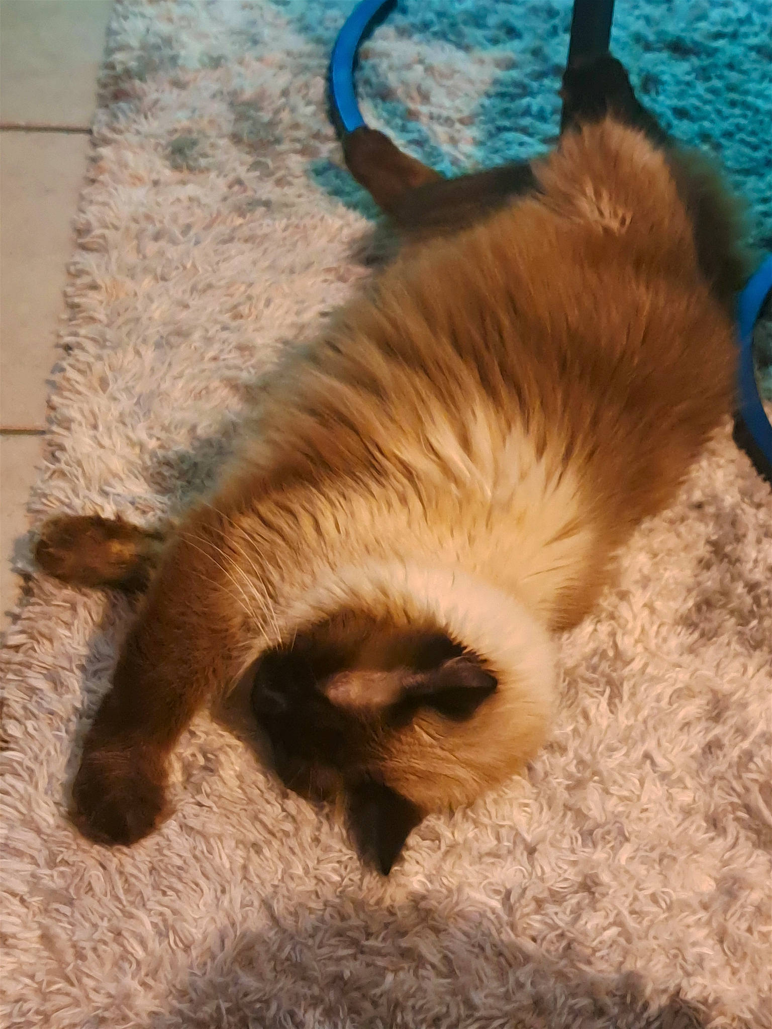 Neige a rejoint le concours — aidez-le/la à gagner de superbes lots ! canidae, carnivore, cat, claw, companion_dog, dog_breed, fawn, felidae, fur, horn, paw, small_to_medium_sized_cats, snout, sporting_group, tail, terrestrial_animal, whiskers, wildlife, wood, working_animal