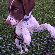 Kira a rejoint le concours — aidez-le/la à gagner de superbes lots ! puppy, dog, fence, grass, outdoor, collar, bell, white, brown, spots, pet, young_dog, curious, animal, nature, playful, canine, paw, ears, snout
