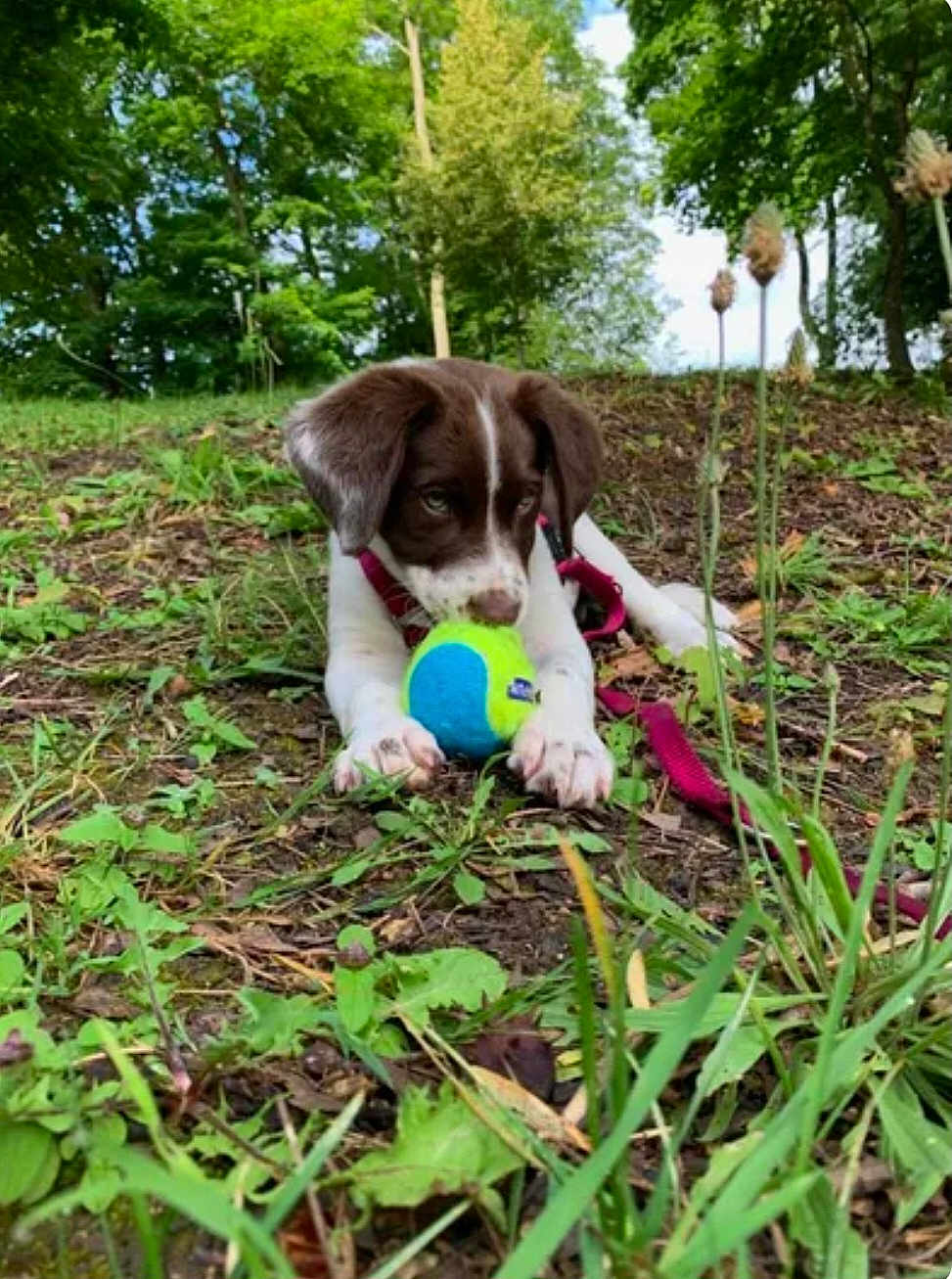 Kira participe au concours pour gagner de l'argent avec cette photo : puppy, dog, tennis_ball, playing, grass, forest, nature, outdoor, greenery, leaves, trees, young_dog, animal, pet, canine, ground, daylight, fur, collar, leash