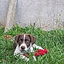 Kira participe au concours pour gagner de l'argent avec cette photo : puppy, dog, grass, toy, red_rope, greenery, outdoor, pet, animal, playful, young_dog, brown_and_white, fur, ears, face, collar, nature, concrete_wall, post, curious