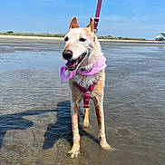 Lupa joined the competition — help win amazing prizes! dog, water, beach, sky, harness, bandana, outdoor, animal, pet, canine, happy, playful, sunny, shallow_water, sand, leash, nature, summer, coast, landscape