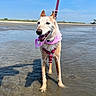 dog, water, beach, sky, harness, bandana, outdoor, animal, pet, canine, happy, playful, sunny, shallow_water, sand, leash, nature, summer, coast, landscape