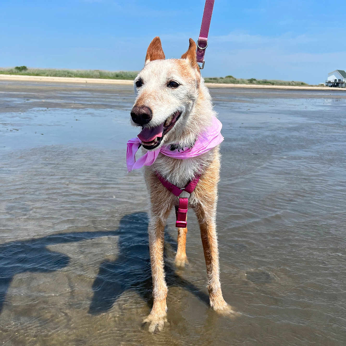 Lupa joined the competition — help win amazing prizes! dog, water, beach, sky, harness, bandana, outdoor, animal, pet, canine, happy, playful, sunny, shallow_water, sand, leash, nature, summer, coast, landscape