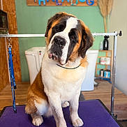 Vega a rejoint le concours — aidez-le/la à gagner de superbes lots ! animal, collar, dog, ears, face, floor, fur, furniture, green_wall, grooming_table, head_tilt, indoor, large_dog, leash, pet, pet_grooming, purple_mat, saint_bernard, sign, wooden_sign