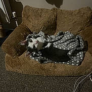 Diesel joined the competition — help win amazing prizes! cat, pet_sofa, blanket, cozy, indoor, curious, gray, white, polka_dot, carpet, wall, furniture, relaxed, animal, mammal, domestic, cute, looking_up, floor, soft