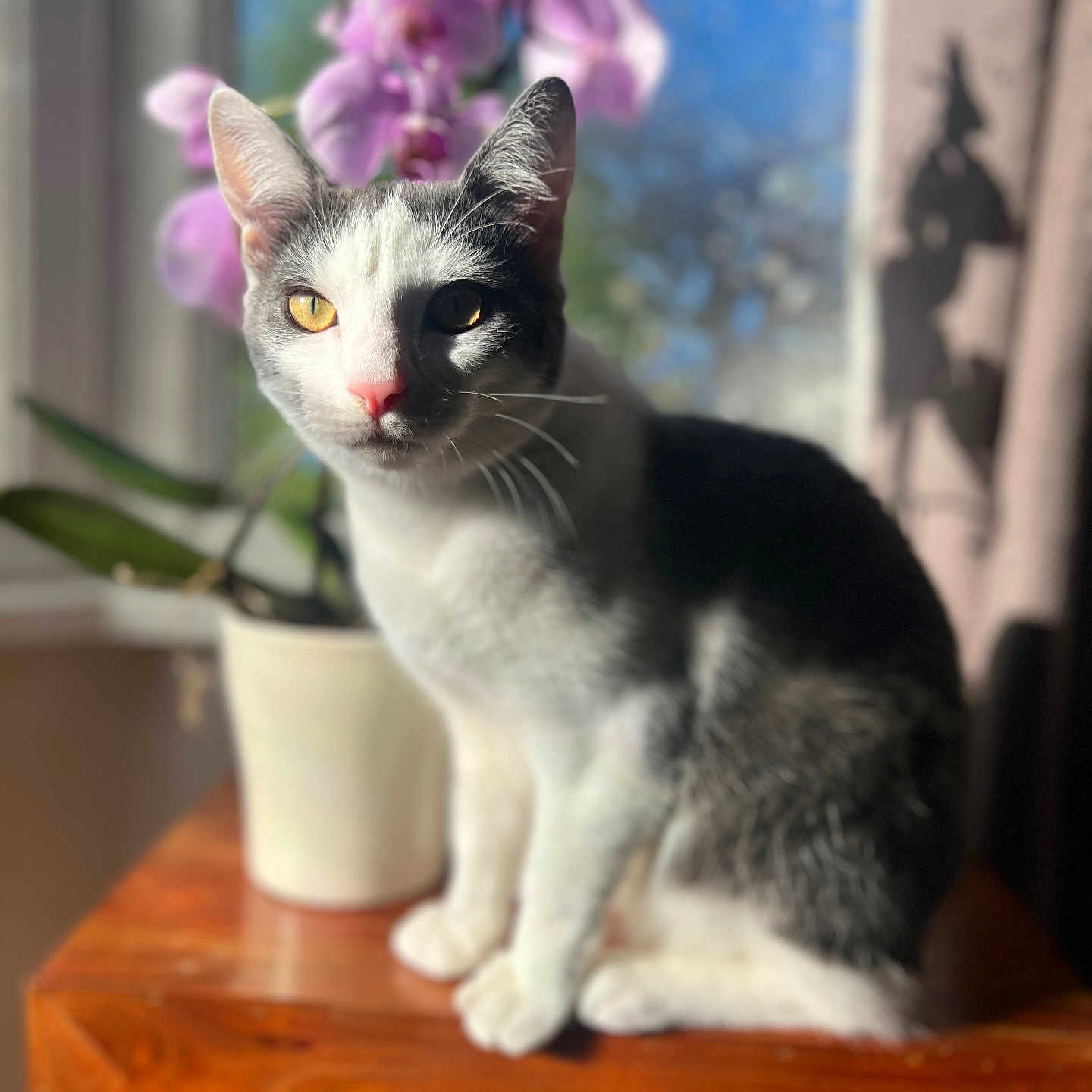 Diesel is registered to the contest to win money with this photo: animal, cat, closeup, curtain, domestic_animal, feline, flower, houseplant, indoor, natural_light, orchid, pet, plant, purple_flower, shadow, sitting, sunlight, whiskers, window, wooden_table