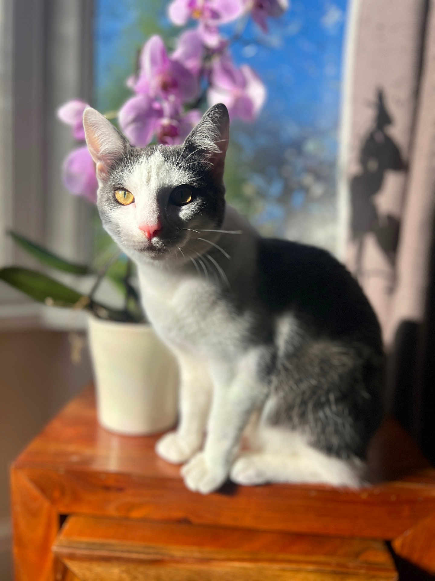 Diesel is registered to the contest to win money with this photo: cat, animal, pet, indoor, wooden_table, plant, orchid, flower, purple_flower, window, curtain, sunlight, shadow, feline, whiskers, sitting, closeup, domestic_animal, houseplant, natural_light