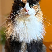 Caviar is registered to the contest to win money with this photo: animal, calico_cat, cat, close_up, curious, cute, domestic_cat, feline, fluffy, household, indoor, long_hair, orange_wall, pet, portrait, sitting, table, whiskers, white_paws, wooden_table