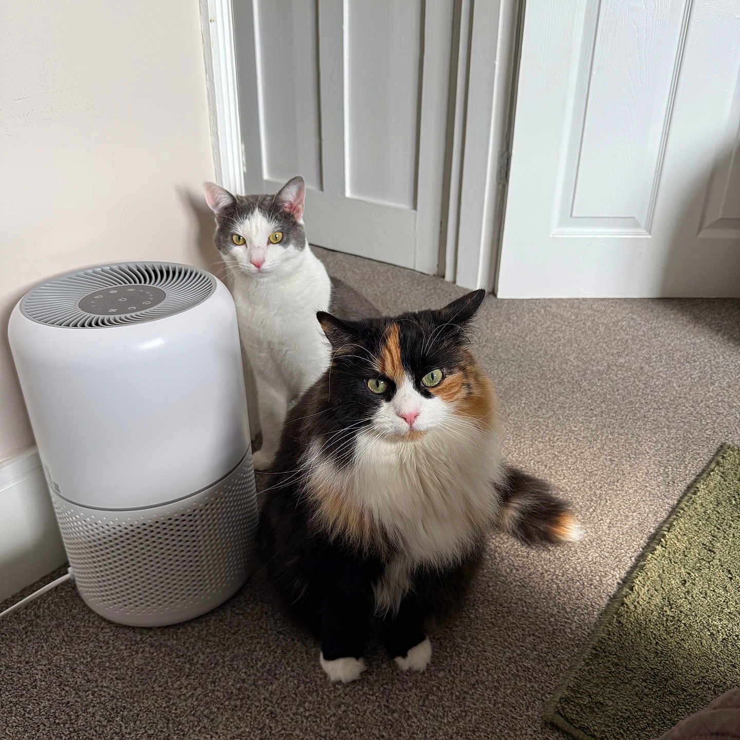 Caviar And Diesel joined the competition — help win amazing prizes! cat, indoor, carpet, air_purifier, door, white, grey, black, orange, feline, pet, animal, curious, sitting, fur, domestic, household, closeup, two_cats, natural_light