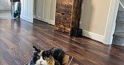 Caviar And Diesel is registered to the contest to win money with this photo: cabinet, calico_cat, cardboard_box, carpet, cat, cozy, curious, door, feline, framed_picture, fur, home, indoor, kitchen, pet, plant, room, stairs, staring, wooden_floor