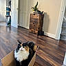 Caviar And Diesel is registered to the contest to win money with this photo: cat, calico_cat, cardboard_box, wooden_floor, indoor, plant, cabinet, door, kitchen, framed_picture, staring, curious, cozy, room, carpet, stairs, home, pet, feline, fur