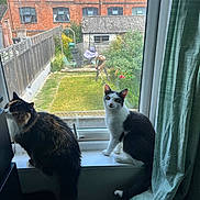 Caviar And Diesel joined the competition — help win amazing prizes! cat, window, windowsill, curtain, garden, grass, person, fence, building, brick_wall, chair, plant, outdoor, indoor, pet, black_and_white_cat, calico_cat, sunlight, daytime, curious