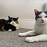 Caviar And Diesel is registered to the contest to win money with this photo: cat, calico_cat, white_cat, gray_cat, pet, indoor, carpet, floor, relaxed, resting, lying_down, animal, mammal, feline, cute, domestic_animal, two_cats, pink_nose, ears, whiskers