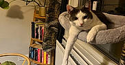 Caviar And Diesel is registered to the contest to win money with this photo: cat, indoor, window, radiator, cat_bed, bookshelf, books, plant, leafy_plant, chair, wooden_chair, cushion, curtains, floor, home_interior, relaxed_cat, cozy, soft_lighting, furniture, pet