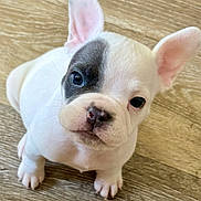 Ghost is registered to the contest to win money with this photo: puppy, dog, white, black_patch, young, cute, pet, animal, floor, wooden_floor, ears, nose, face, looking_up, indoor, small, adorable, curious, sitting, fur