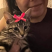 Bria joined the competition — help win amazing prizes! woman, cat, tabby_cat, pink_bow, indoor, portrait, pet, animal, striped, face, hand, holding, cute, domestic, feline, closeup, smile, person, cozy, warm_light