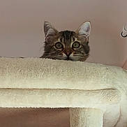 Awaï participe au concours pour gagner de l'argent avec cette photo : cat, tabby, cat_tree, curious, peeking, feline, ears, whiskers, indoor, pet, animal, soft_texture, cozy, looking, face, eyes, fur, head, cute, home