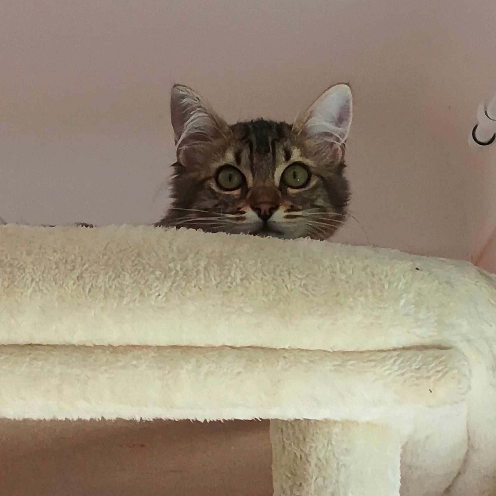 Awaï participe au concours pour gagner de l'argent avec cette photo : animal, cat, cat_tree, cozy, curious, cute, ears, eyes, face, feline, fur, head, home, indoor, looking, peeking, pet, soft_texture, tabby, whiskers