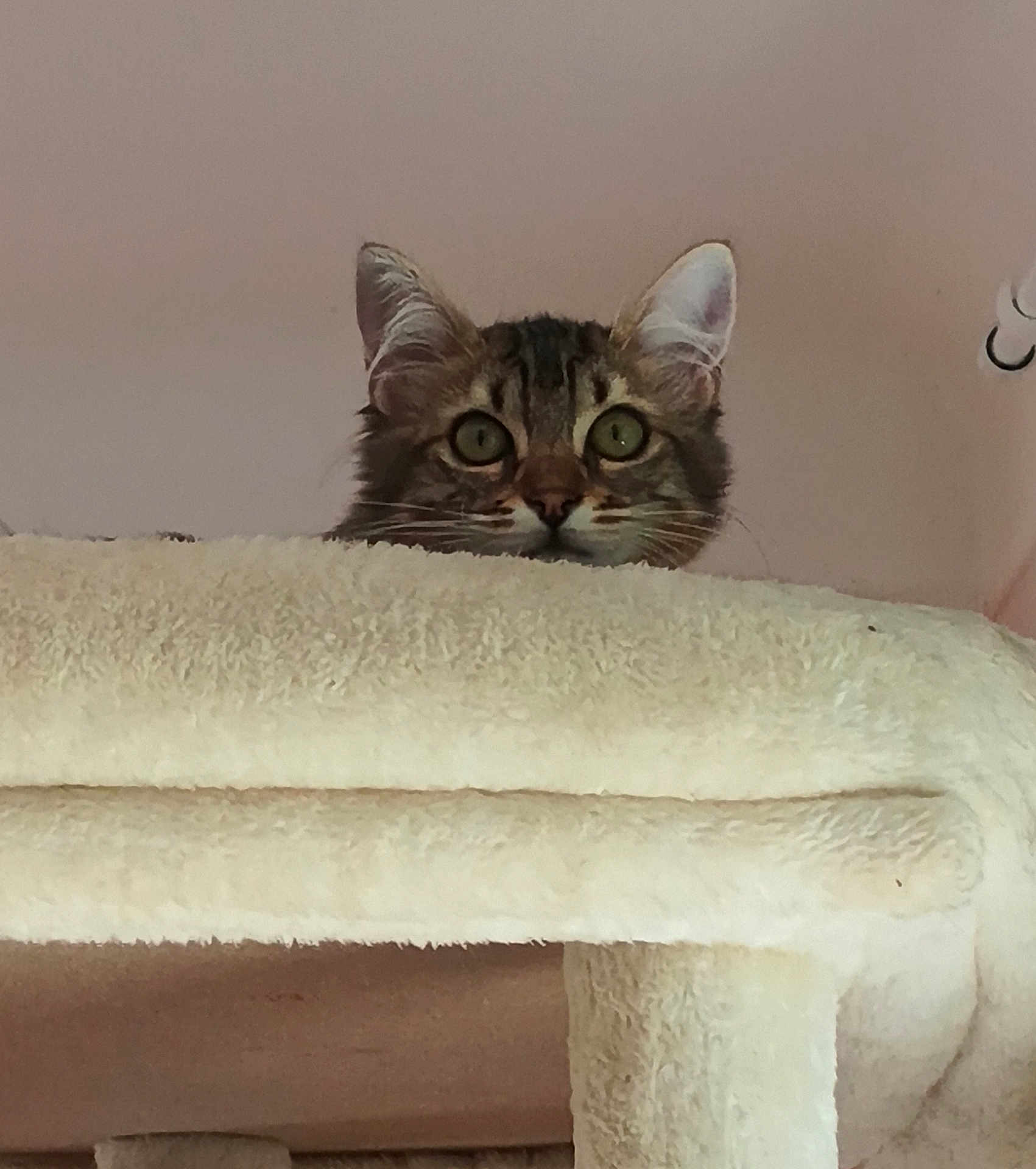 Awaï participe au concours pour gagner de l'argent avec cette photo : cat, tabby, cat_tree, curious, peeking, feline, ears, whiskers, indoor, pet, animal, soft_texture, cozy, looking, face, eyes, fur, head, cute, home