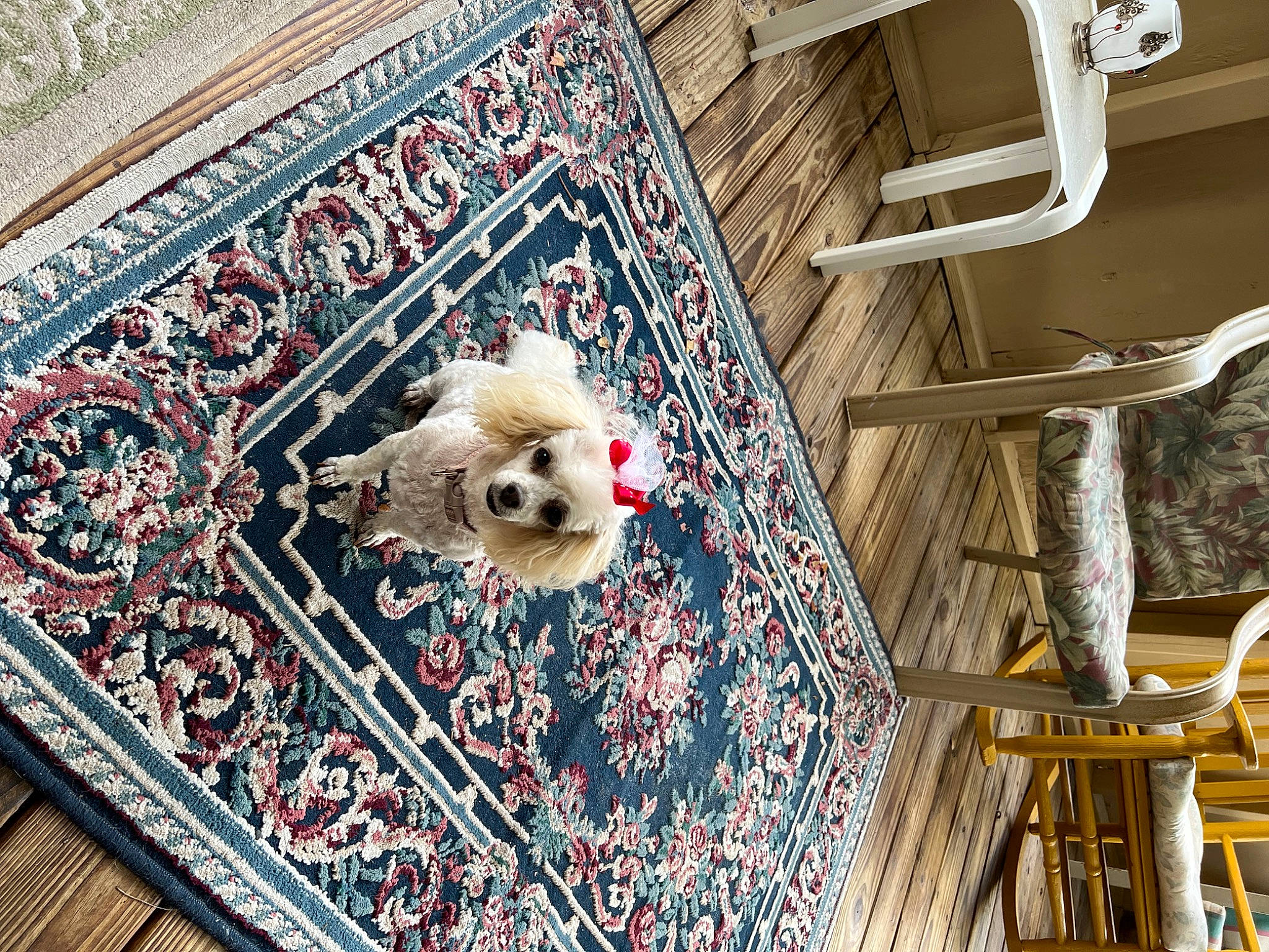 Bitsy joined the competition — help win amazing prizes! art, building, carnivore, companion_dog, dog, dog_breed, facade, fawn, flooring, line, metal, pattern, pet_supply, plant, symmetry, textile, toy_dog, tree, visual_arts, wood