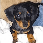 Jackson joined the competition — help win amazing prizes! puppy, dog, black, tan, cute, small, pet, animal, blanket, fur, ears, eyes, nose, paw, resting, indoor, soft, cozy, portrait, young