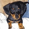 puppy, dog, black, tan, cute, small, pet, animal, blanket, fur, ears, eyes, nose, paw, resting, indoor, soft, cozy, portrait, young