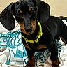 Jackson joined the competition — help win amazing prizes! dog, puppy, dachshund, black_and_tan, collar, bedspread, indoor, pet, canine, animal, curious, small_dog, young, fur, ears, cute, domestic, looking_down, standing, yellow_collar
