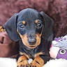 Jackson joined the competition — help win amazing prizes! puppy, dog, black_and_tan, cute, lying_down, soft_surface, stuffed_toy, brown_background, close_up, indoors, pet, animal, young_dog, portrait, adorable, small_puppy, looking_at_camera, fur, ears, paws