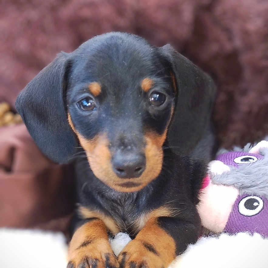 Jackson joined the competition — help win amazing prizes! puppy, dog, black_and_tan, cute, lying_down, soft_surface, stuffed_toy, brown_background, close_up, indoors, pet, animal, young_dog, portrait, adorable, small_puppy, looking_at_camera, fur, ears, paws