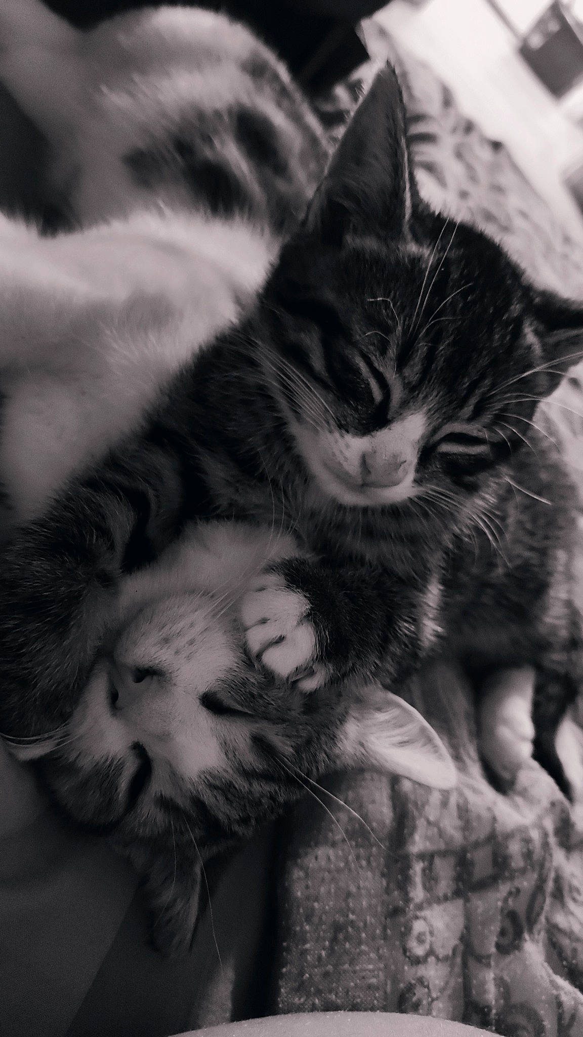 Yago participe au concours pour gagner de l'argent avec cette photo : black_and_white, carnivore, cat, cloud, comfort, domestic_short_haired_cat, felidae, foot, fur, gesture, grey, monochrome, monochrome_photography, paw, sky, small_to_medium_sized_cats, snout, style, tail, whiskers