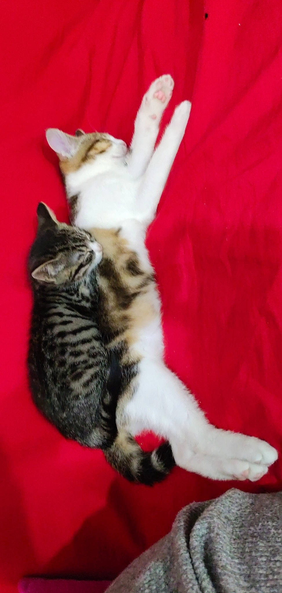 Yago participe au concours pour gagner de l'argent avec cette photo : carnivore, cat, cat_supply, claw, comfort, domestic_short_haired_cat, fawn, felidae, foot, fur, paw, small_to_medium_sized_cats, snout, tail, whiskers