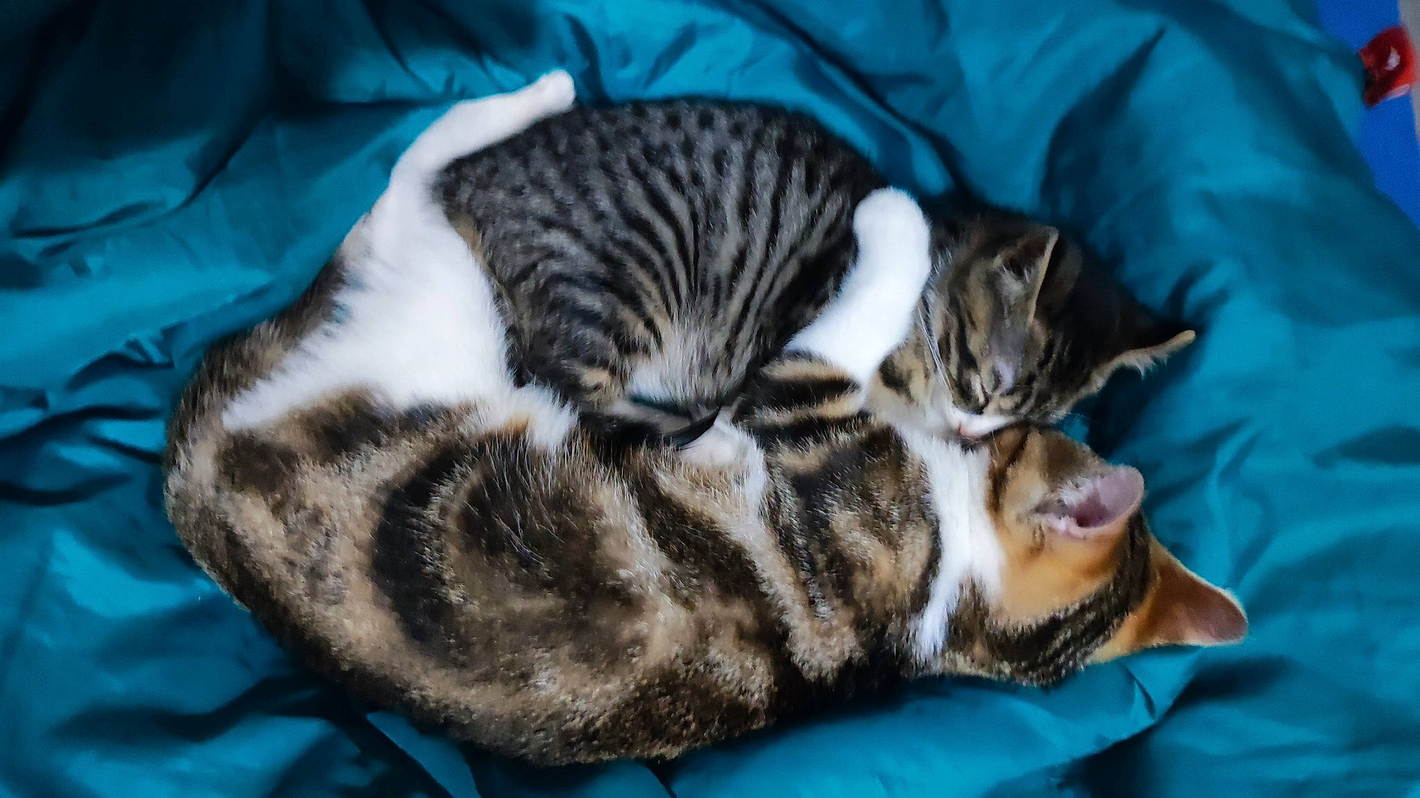 Yago a rejoint le concours — aidez-le/la à gagner de superbes lots ! carnivore, cat, cat_bed, cat_supply, claw, comfort, domestic_short_haired_cat, fawn, felidae, fur, mammal, nap, paw, small_to_medium_sized_cats, snout, tail, terrestrial_animal, textile, vertebrate, whiskers