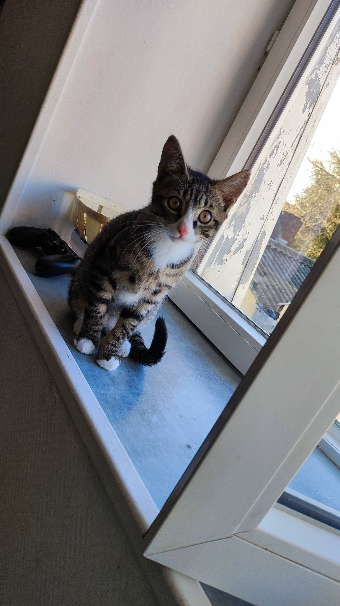 Yago participe au concours pour gagner de l'argent avec cette photo : carnivore, cat, comfort, domestic_short_haired_cat, door, felidae, fur, room, small_to_medium_sized_cats, tail, whiskers, window