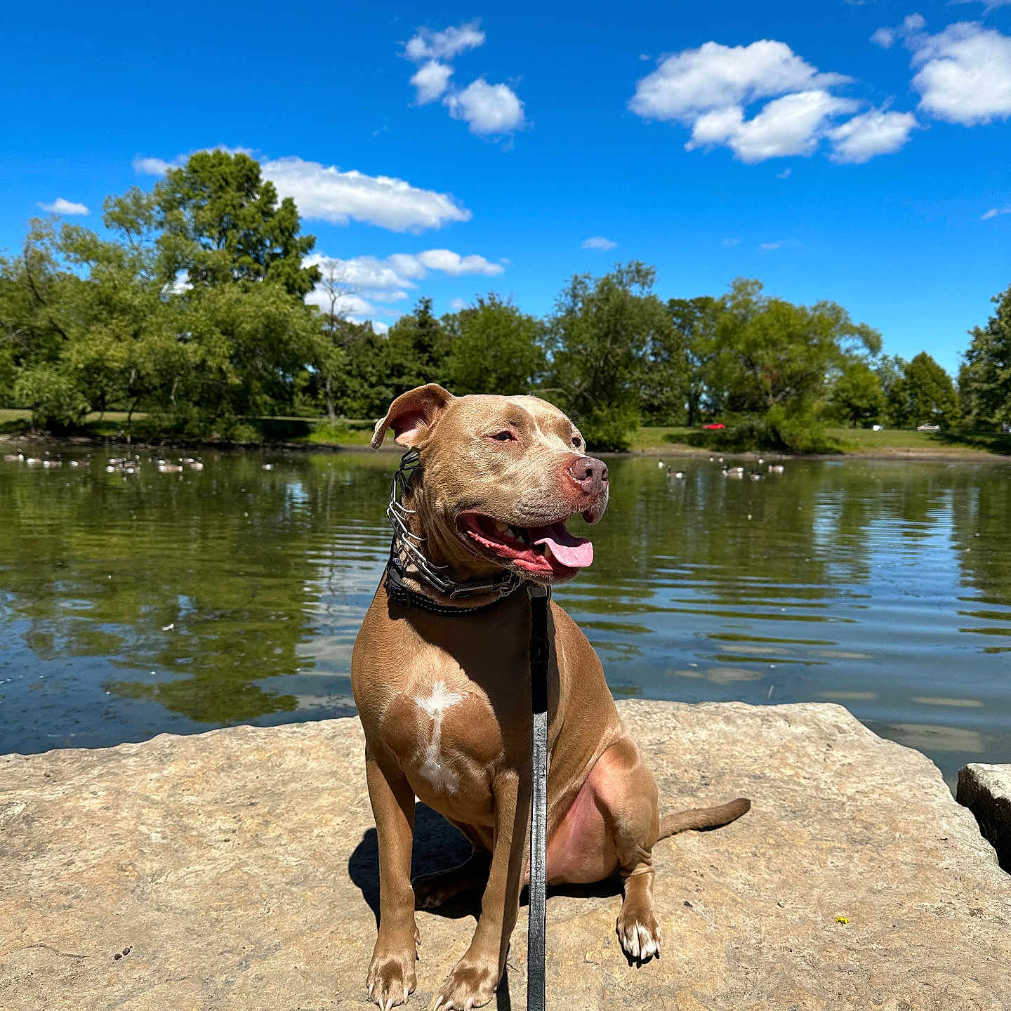 Niko Kai Gamezhas joined the competition — help win amazing prizes! animal, bulldog, canine, dog, lake, landscape, nature, outdoors, pet, pitbull, plant, pond, rock, scenery, sky, summer, tree, vegetation, water, waterfront