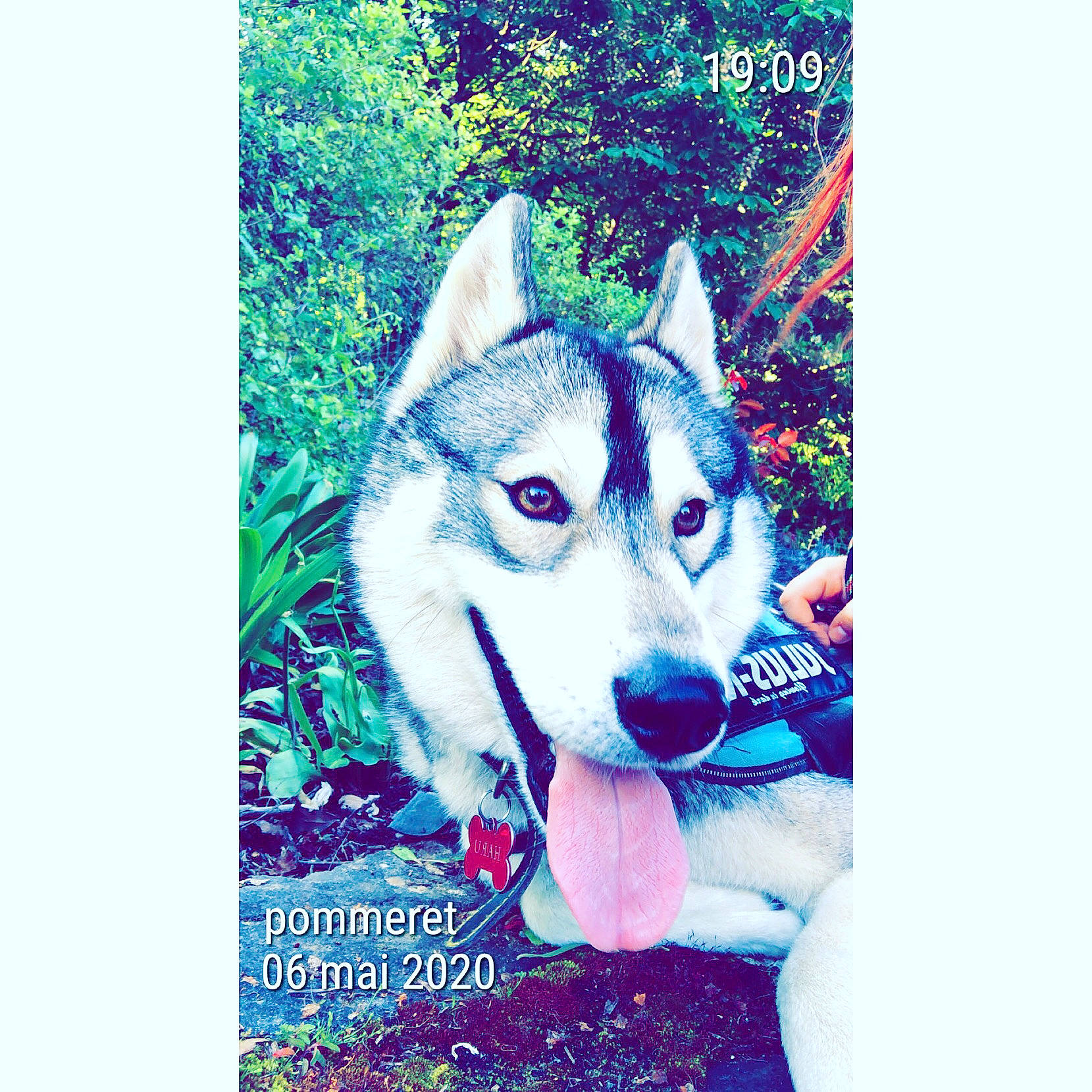 Haru a rejoint le concours — aidez-le/la à gagner de superbes lots ! alaskan_malamute, canidae, canis, carnivore, dog, dog_breed, mammal, native_american_indian_dog, northern_inuit_dog, rare_breed_dog, sakhalin_husky, seppala_siberian_sleddog, siberian_husky, sled_dog, tamaskan_dog, tree, vertebrate, west_siberian_laika, wolfdog, working_dog