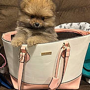 Oso joined the competition — help win amazing prizes! pomeranian, puppy, dog, pet, handbag, purse, pink, white, beige, fluffy, fur, cute, small_dog, indoor, couch, front_paws, strap, accessory, portrait, cozy